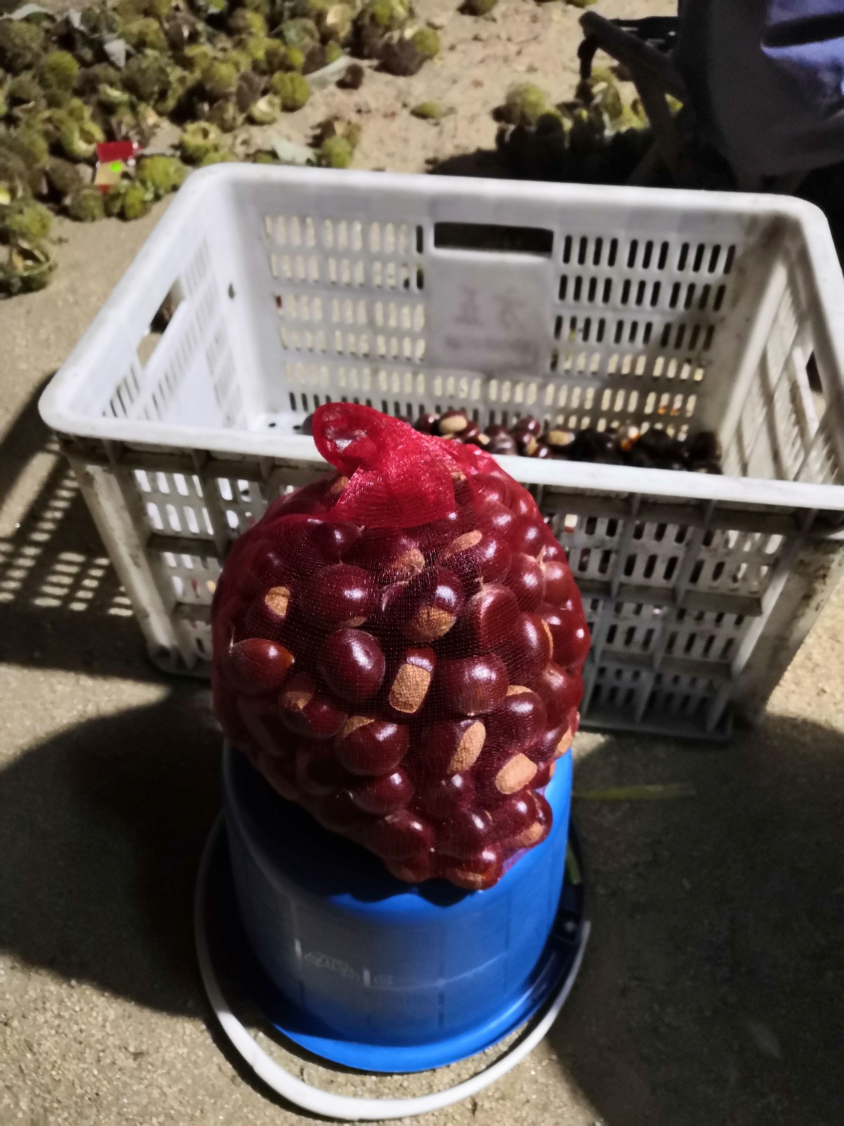 临沂板栗  正宗沂蒙山板栗（品种：沂蒙黑）特级，粒大饱满，天然未施农药