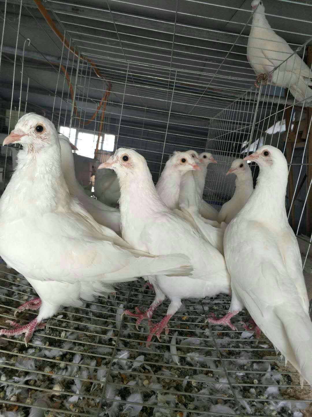 鲜乳鸽烧烤店专用可发快递活乳鸽需要自提不发快递已丰毛会采食
