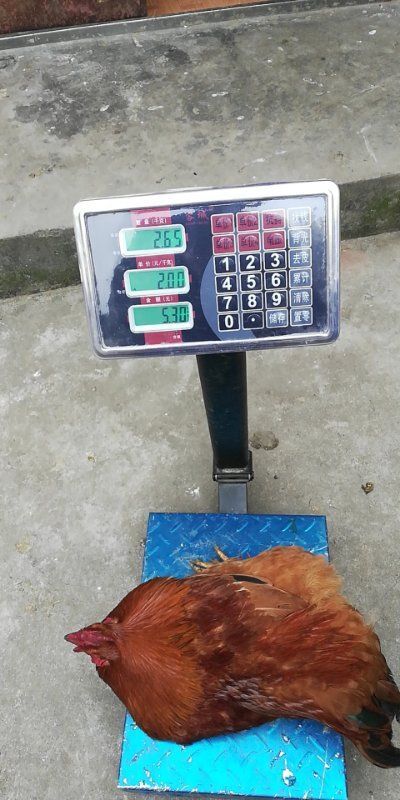 乐山巴山土鸡  深山纯粮土鸡