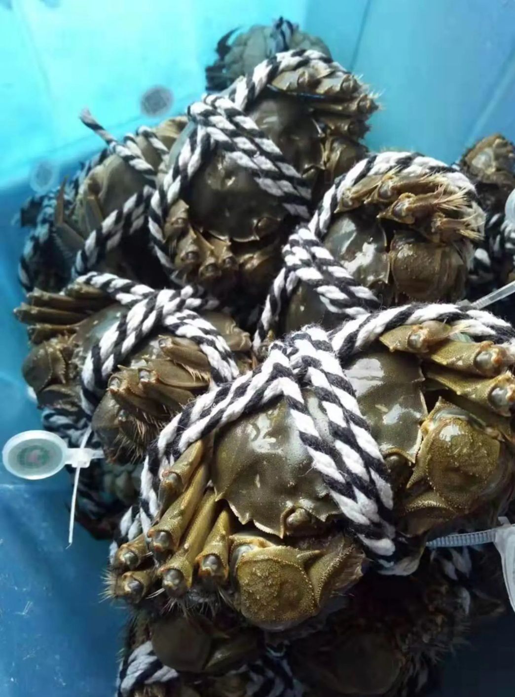 阳澄湖镇镇大闸蟹  红膏大闸蟹批发长期批发