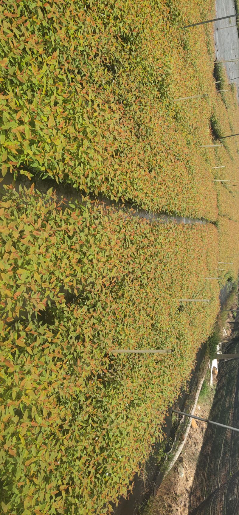 常年批发桉树苗，DH_32  .26.28.29