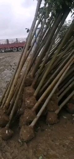大叶女贞  自家苗圃米径6公分半冠好二级清地处理