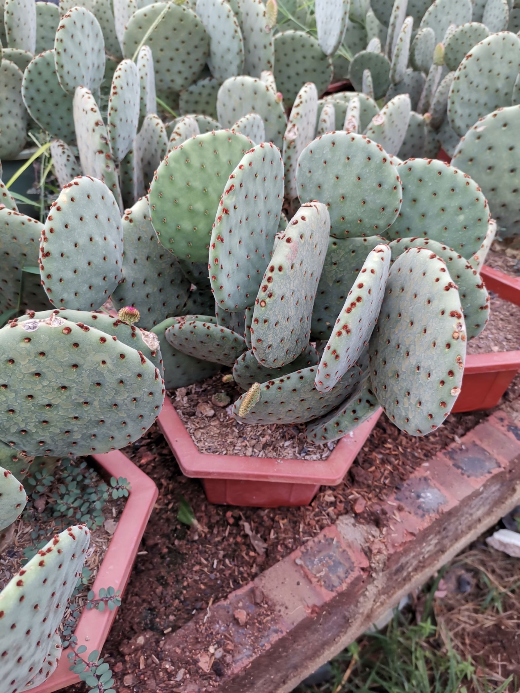 红太鼓  红太古