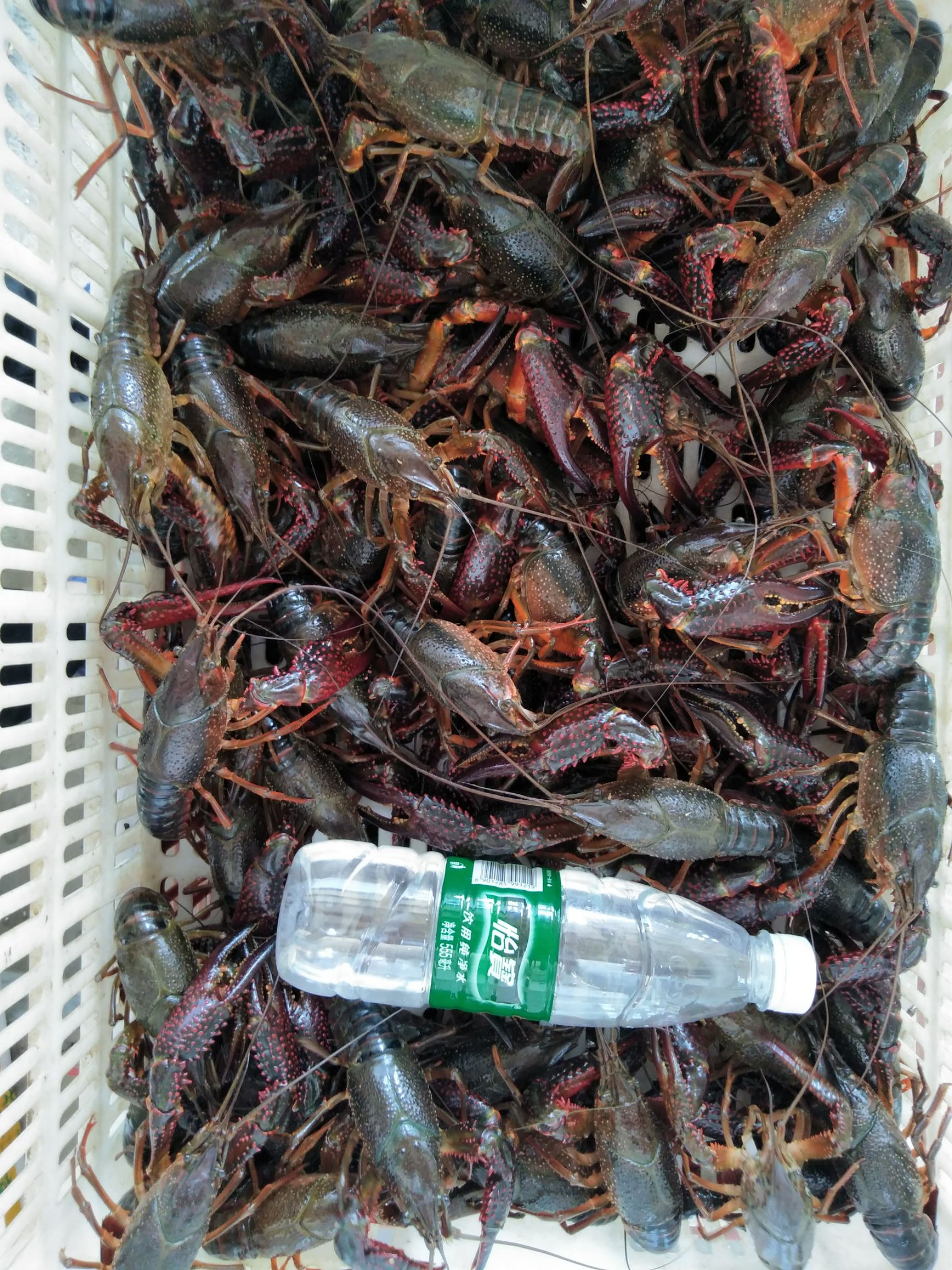 洪湖小龙虾  6钱以上带炮头 青虾