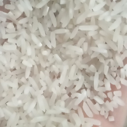 出售大米，川优6203，晶两优534，珍珠米，