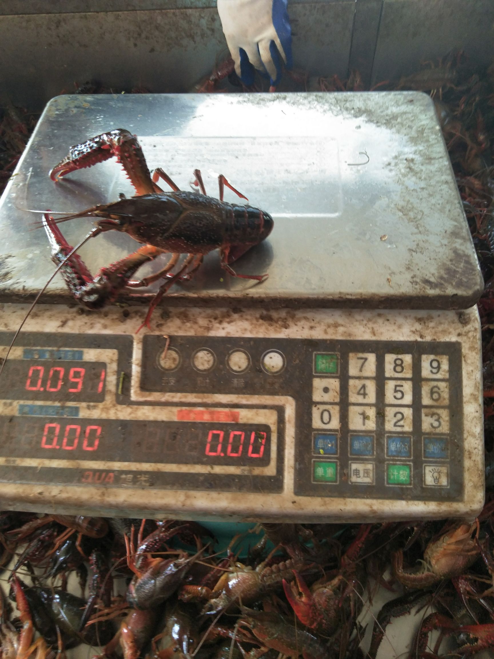 洪湖小龙虾  6钱以上带炮头 青虾
