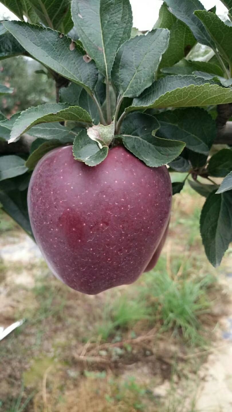 红蛇果 80mm以上 全红 光果 