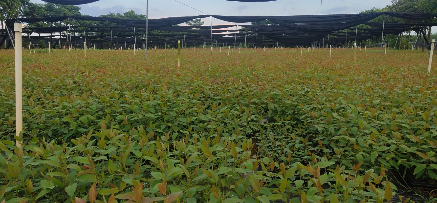 常年批发桉树苗，DH_32  .26.28.29