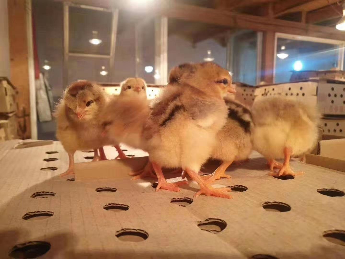 K9鸡苗 901   公苗，   母苗，