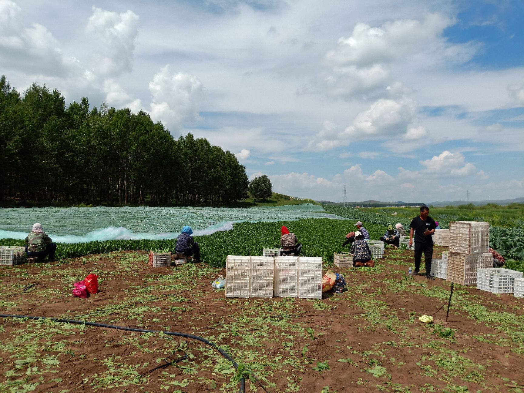 内蒙古正蓝旗绿康盛纯羊粪有机肥  质量保证 效果明显