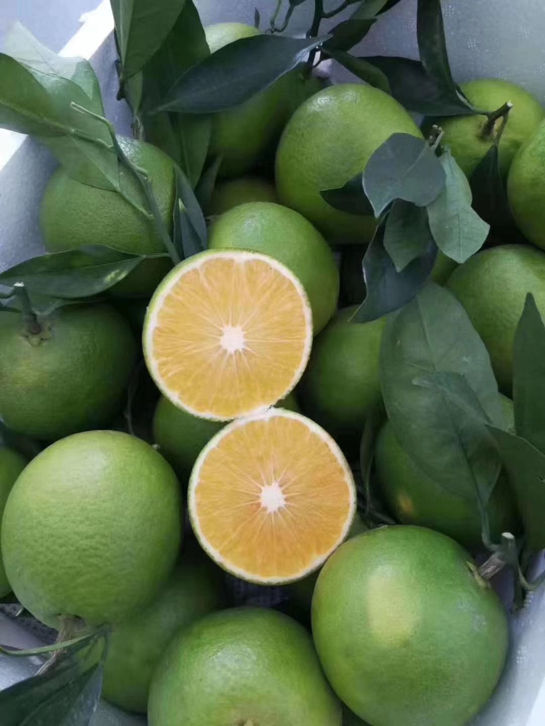  玉溪元江特有的绿皮冰糖橙，皮绿，吃起来甜甜的，汁多皮薄肉厚