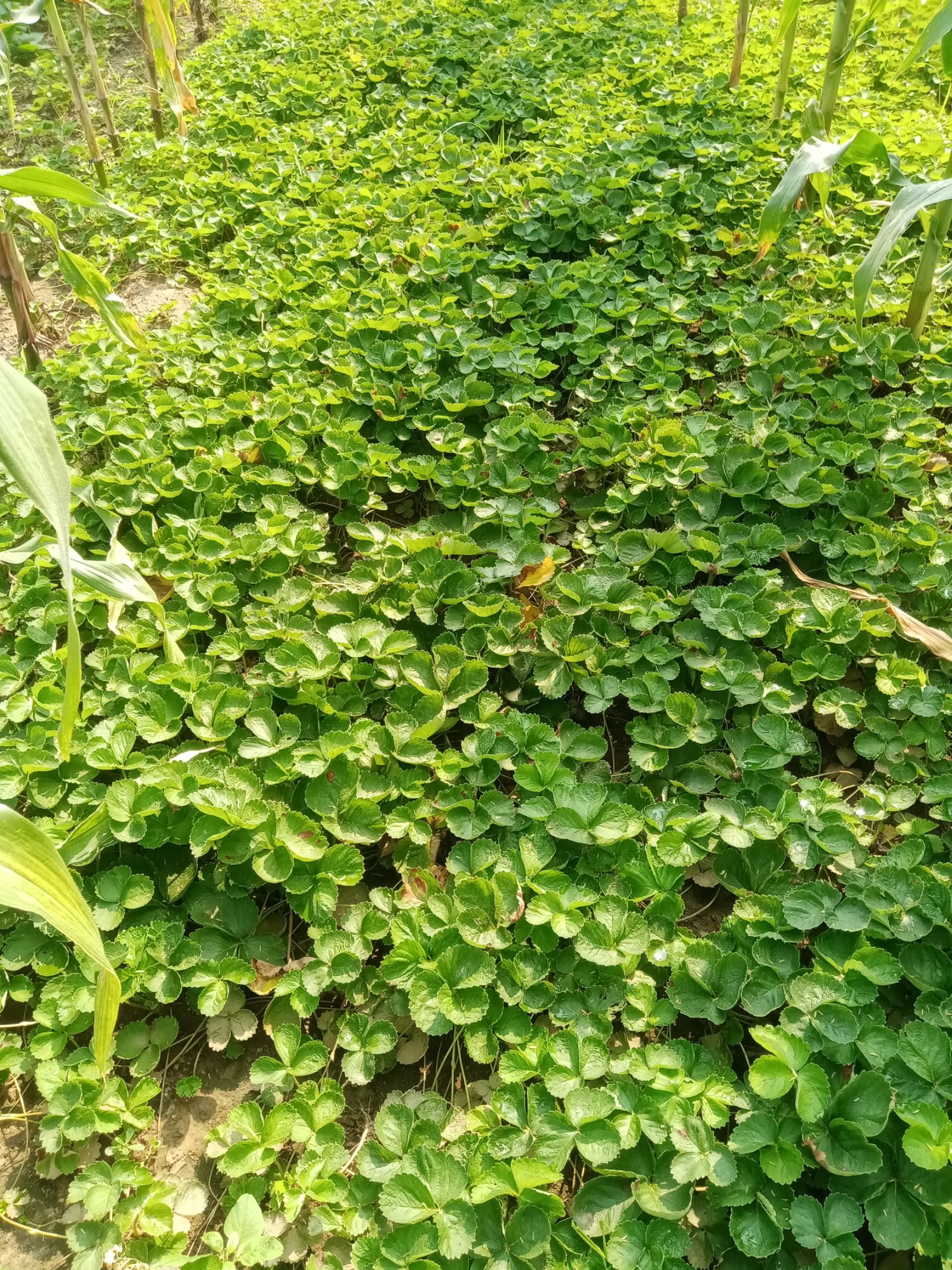 丰香草莓苗  奶油草莓苗