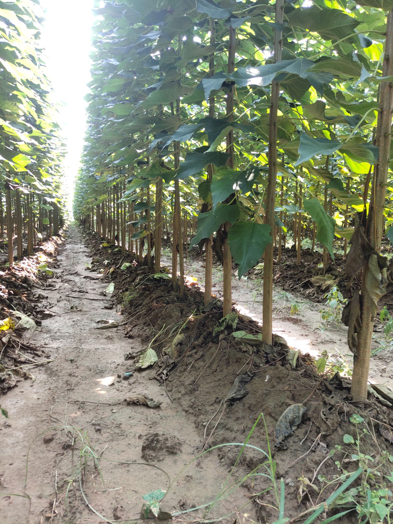 普通楸树  梓树根嫁接湫树 耐冻抗涝 长势好 树干笔直