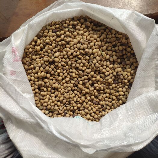 阜城县 自家种的大豆出售，两千余斤。