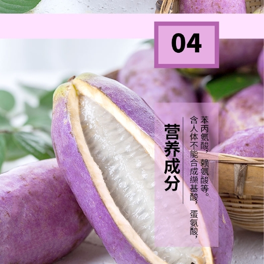 芷江县野生八月瓜 湖南省怀化市芷江侗族自治县 种植 紫色 