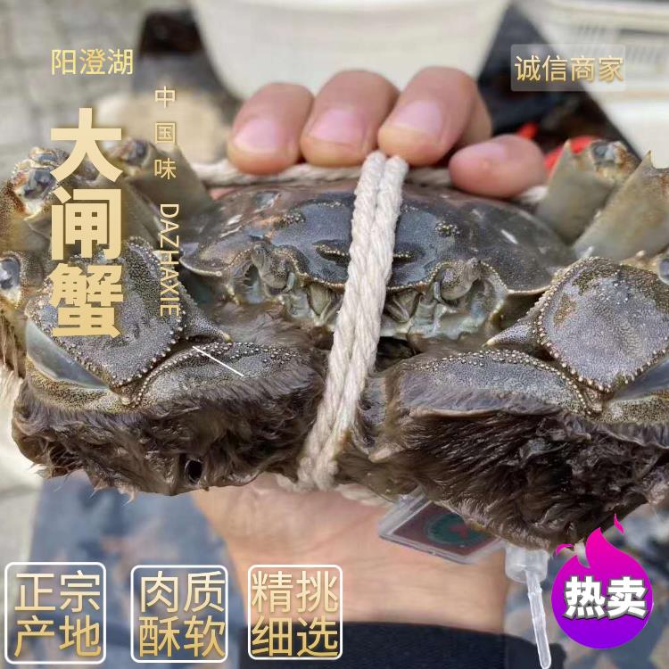 阳澄湖镇镇大闸蟹  红膏大闸蟹批发长期批发