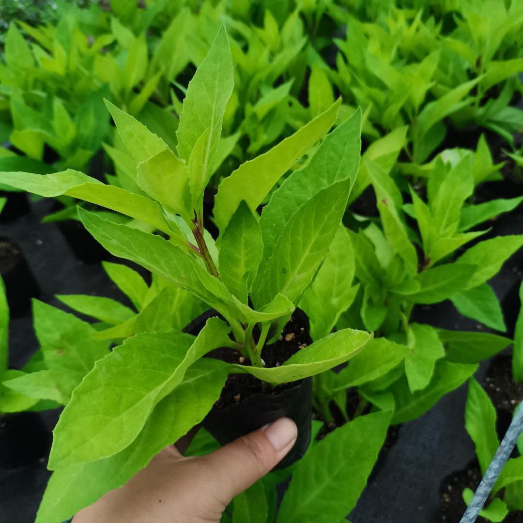 ​富贵菜  明月草苗盆栽金鸡毛草菜草白背三七阳台绿植泰国仙草