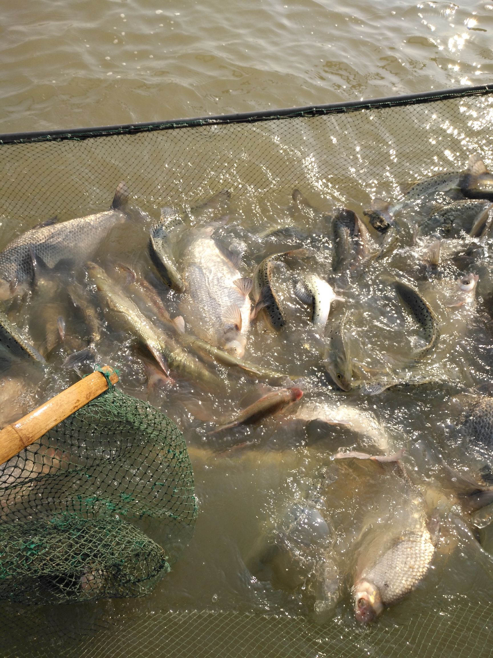 海鲈鱼  七星鲈鱼，鳊鱼，白条，包头