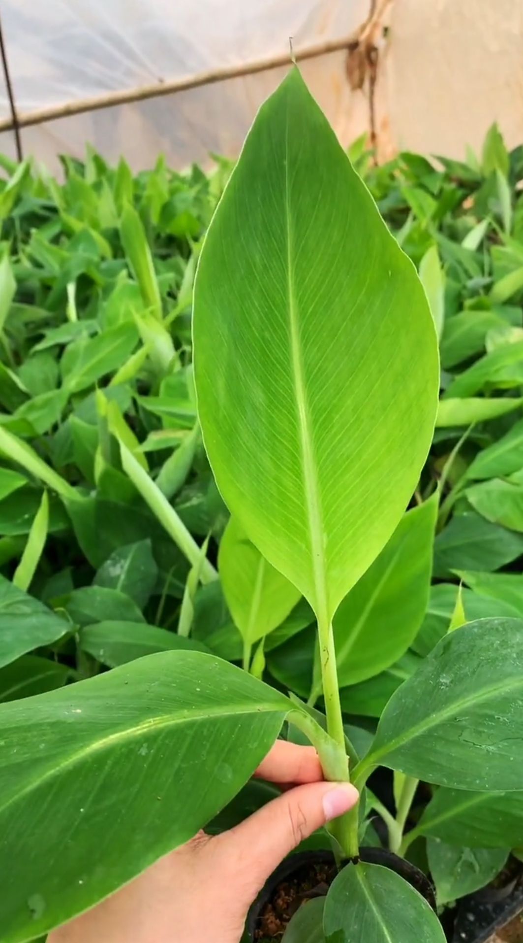 金粉一号香蕉苗  香蕉树苗南方四季苹果蕉红皮矮化芭蕉抗寒室内盆栽种植水果树包邮