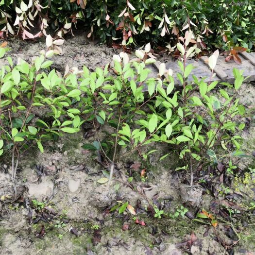 沭阳县红罗宾  红叶石楠