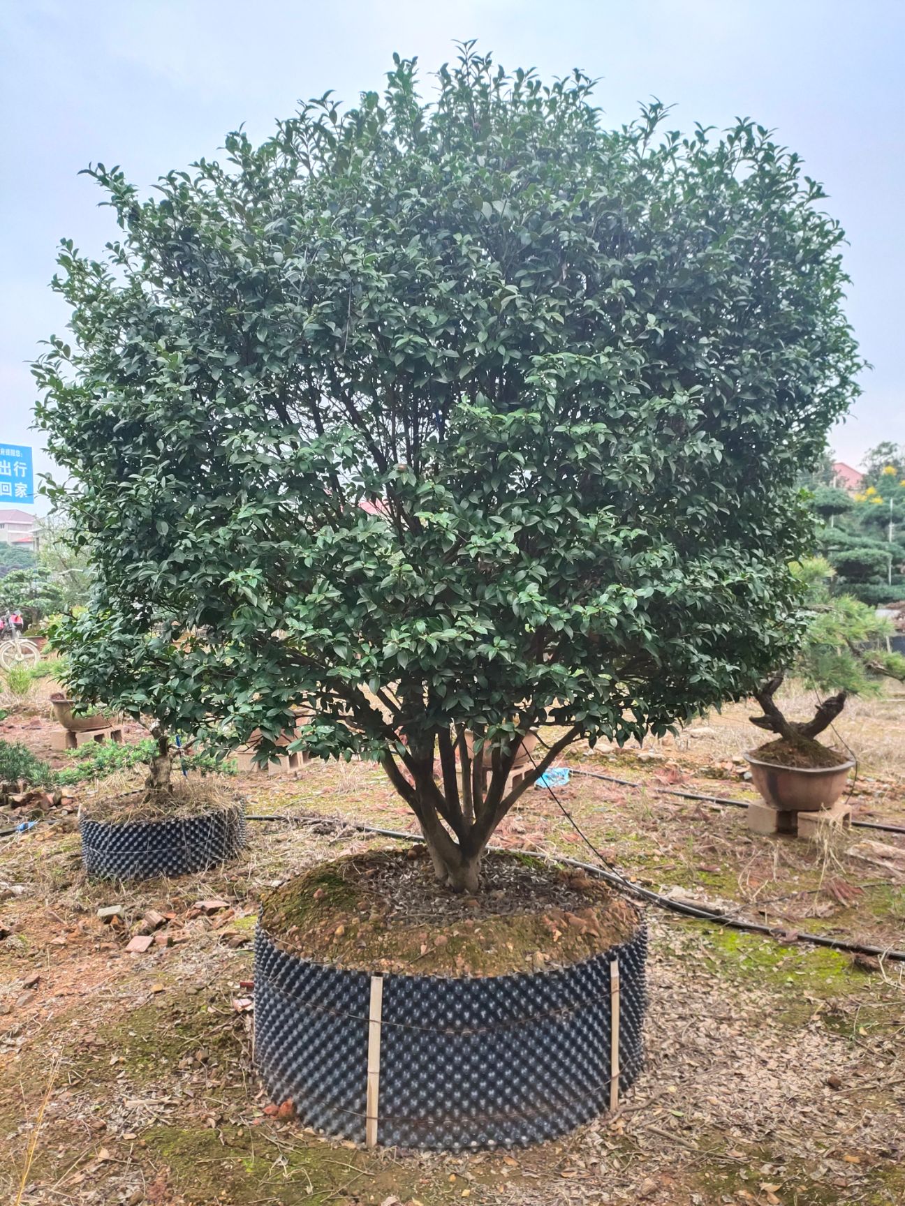 茶梅  ，茶花，地苗，杯苗，产地直销，大量供应