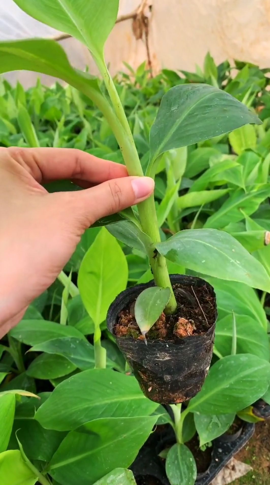 金粉一号香蕉苗  香蕉树苗南方四季苹果蕉红皮矮化芭蕉抗寒室内盆栽种植水果树包邮