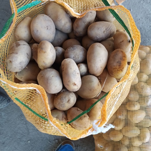 荷兰15号种薯  黄皮黄心土豆种