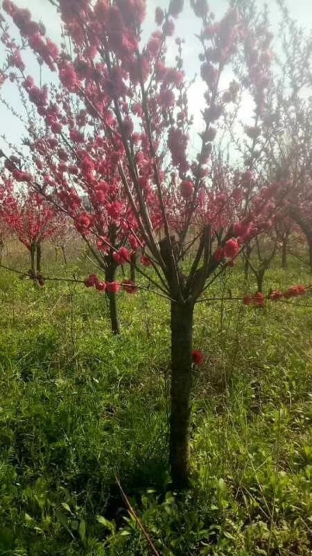 红叶碧桃  碧桃