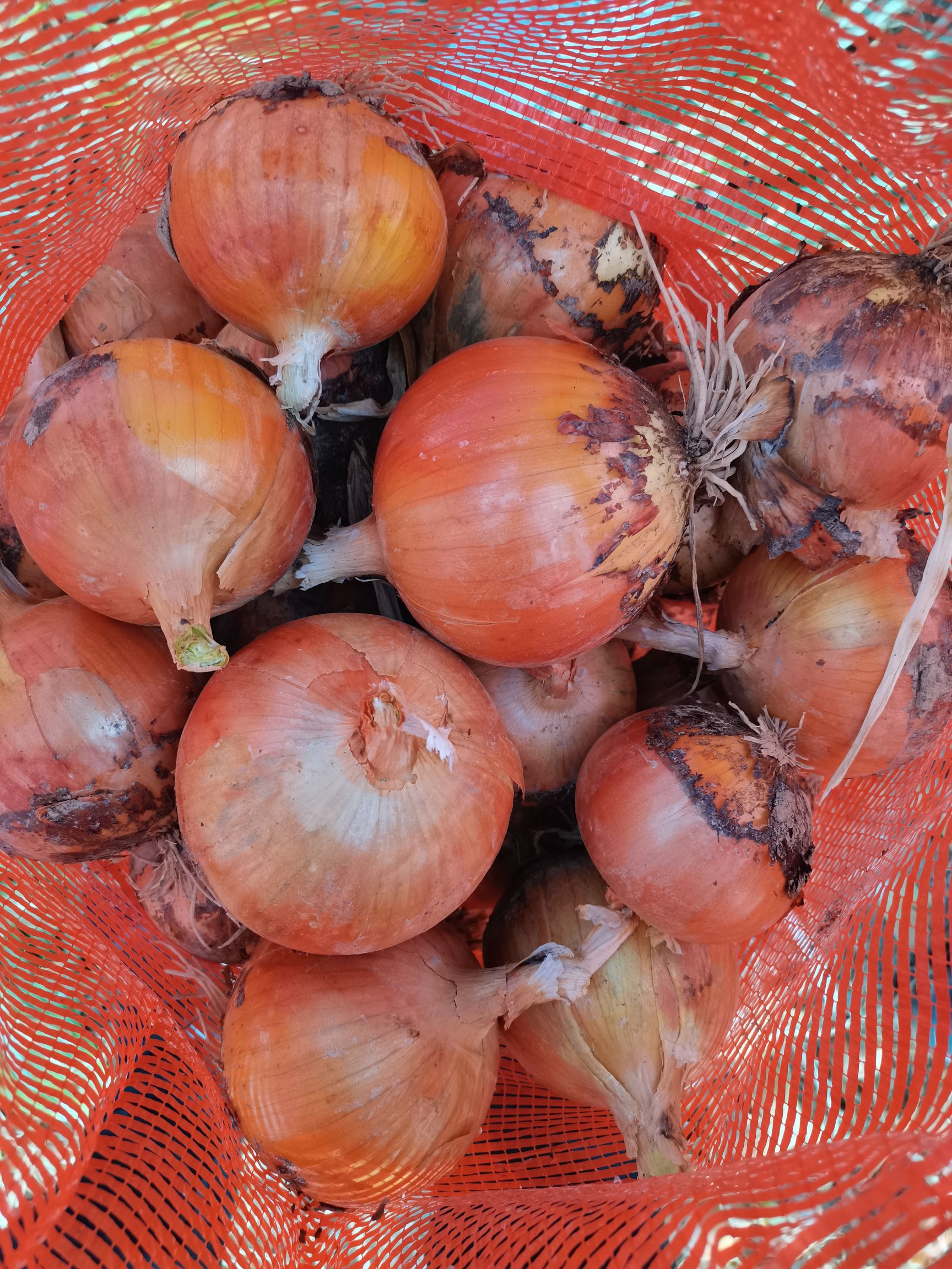 黄皮洋葱，各种规格精加工包装出口标准，国内市场