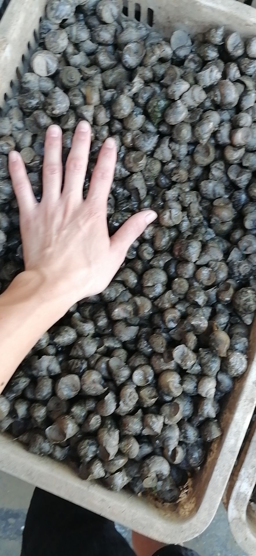 螺蛳  1.5以上大石螺，包邮，