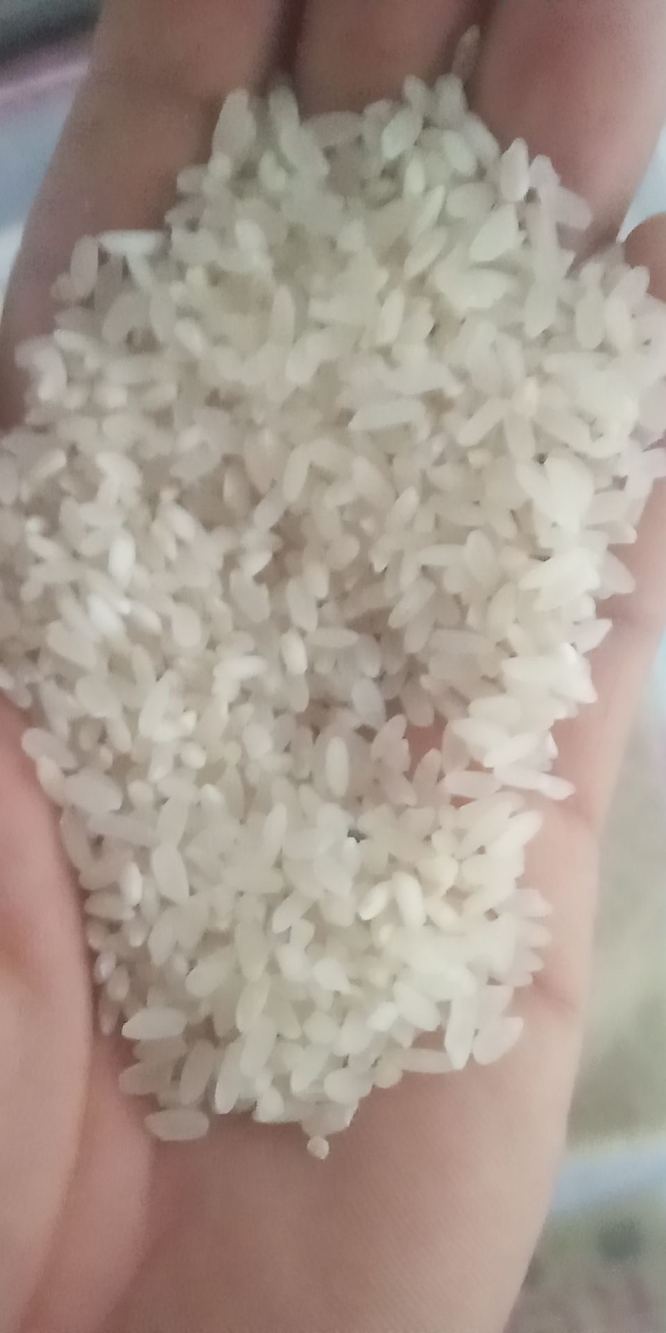 出售大米，川优6203，晶两优534，珍珠米，