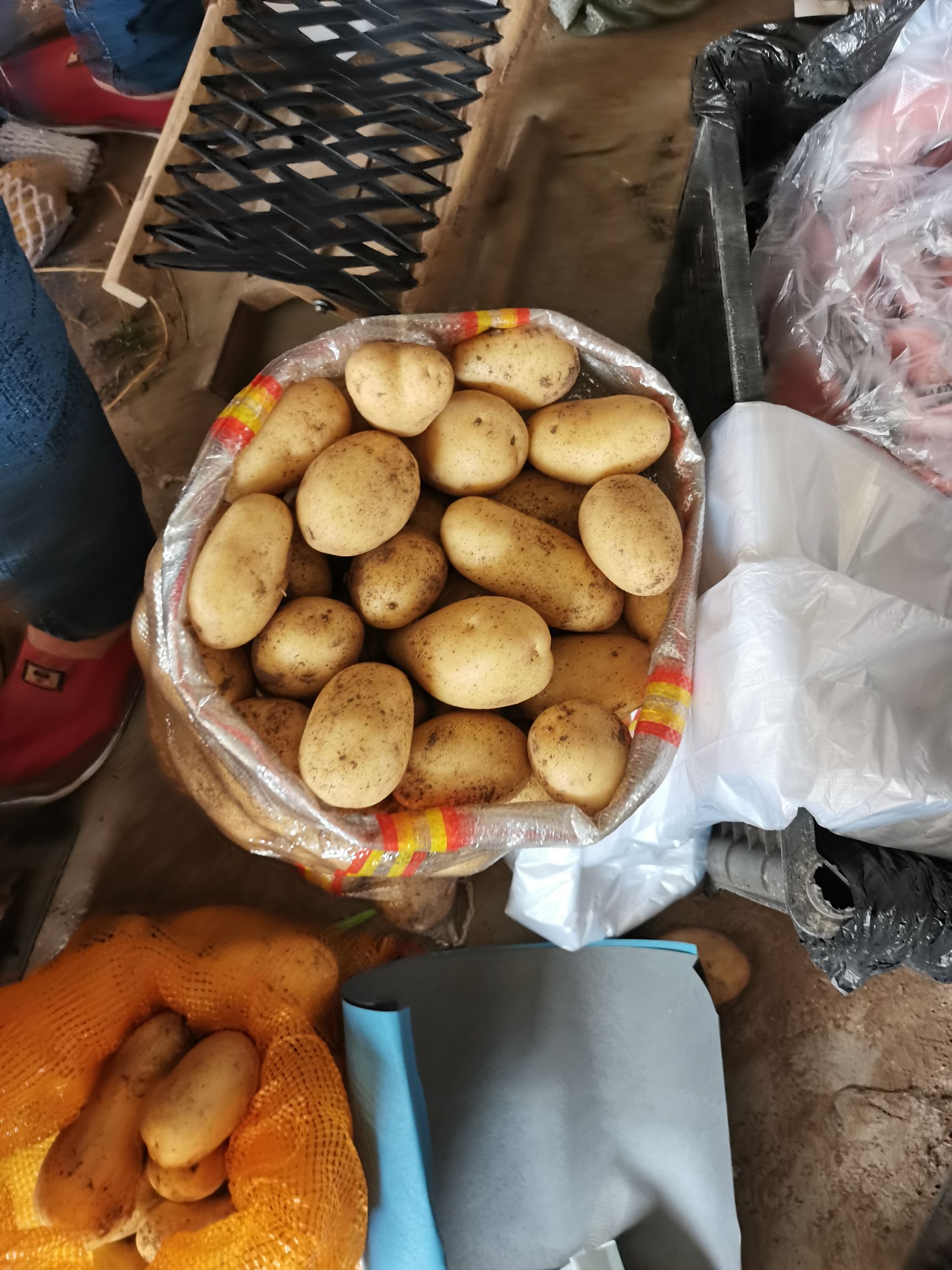 昌乐土豆大量上市价格不贵质量没得说