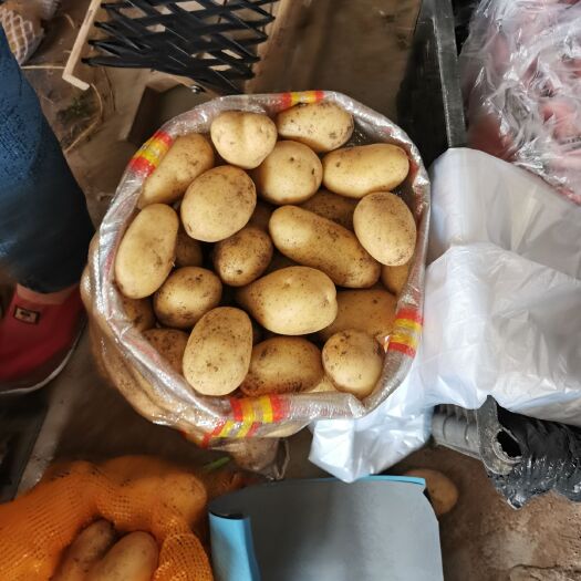 滕州市山东滕州一两到三两荷兰土豆黄皮黄心供应