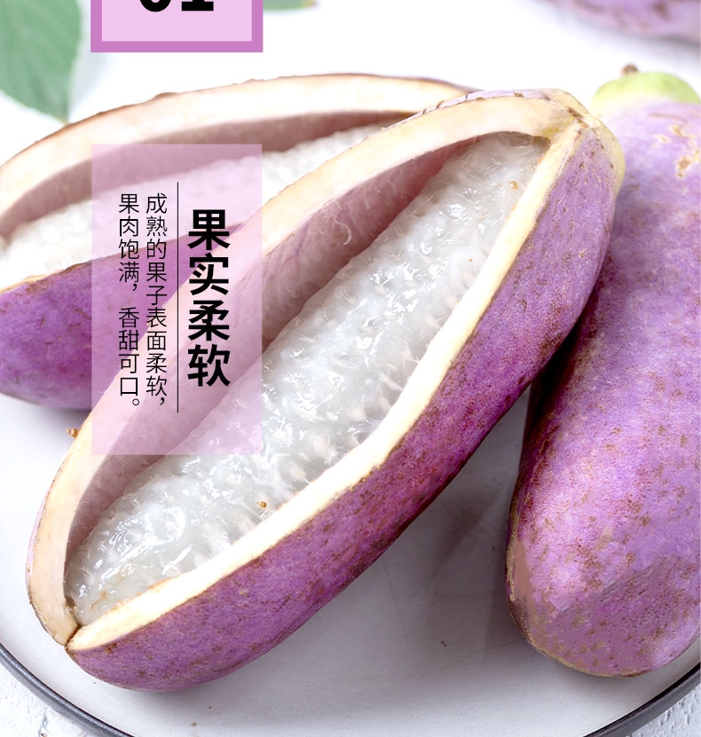 野生八月瓜 湖南省怀化市芷江侗族自治县 种植 紫色 