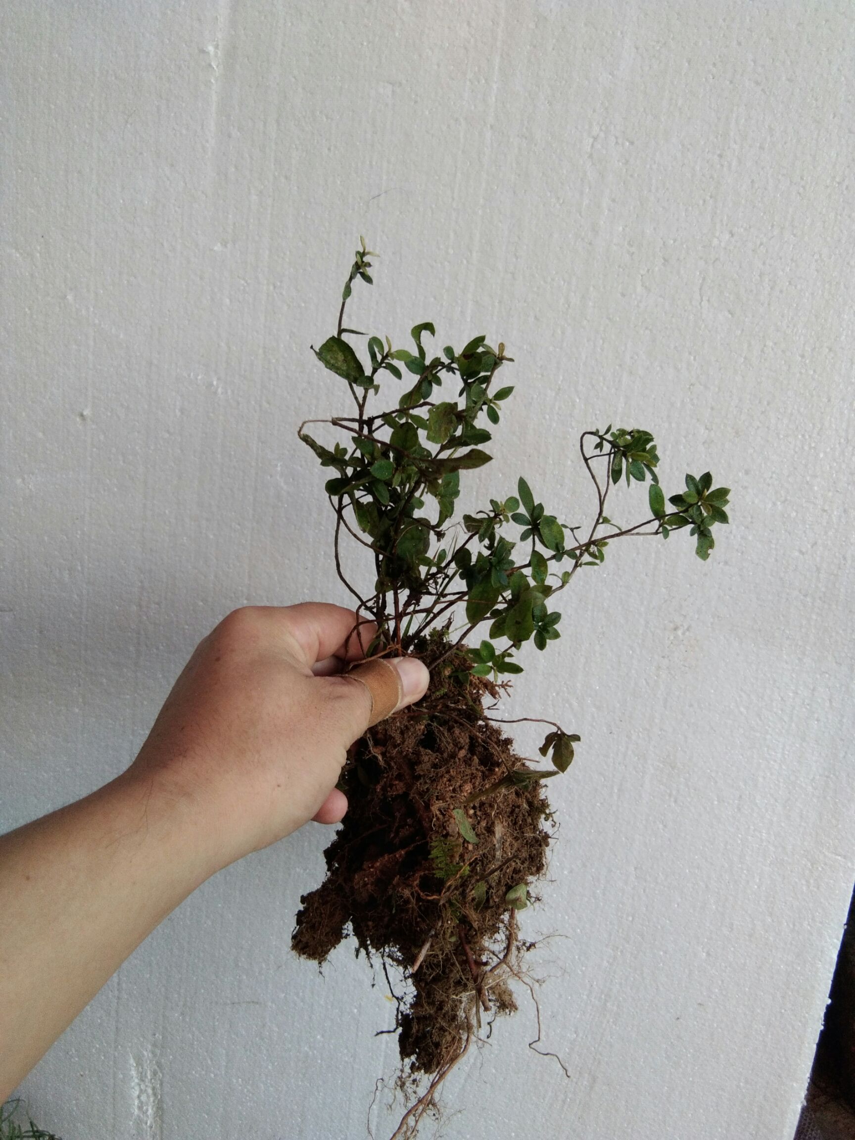 大别山先花后叶品种映山红 三四年苗小丛林