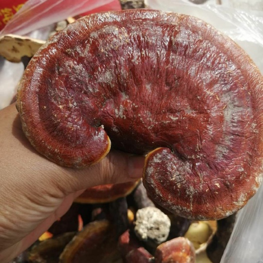 大姚县赤灵芝  云南楚雄大姚