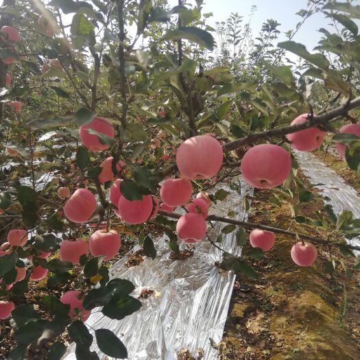 礼泉县陕西纸袋红富士苹果10斤