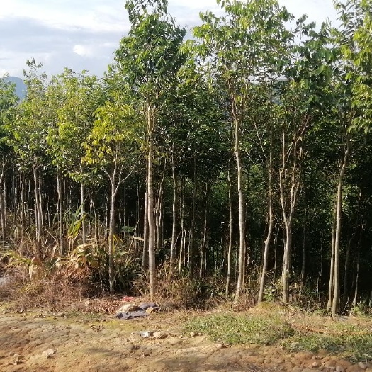 岑溪市奇楠沉香树  三年沉香树转包
