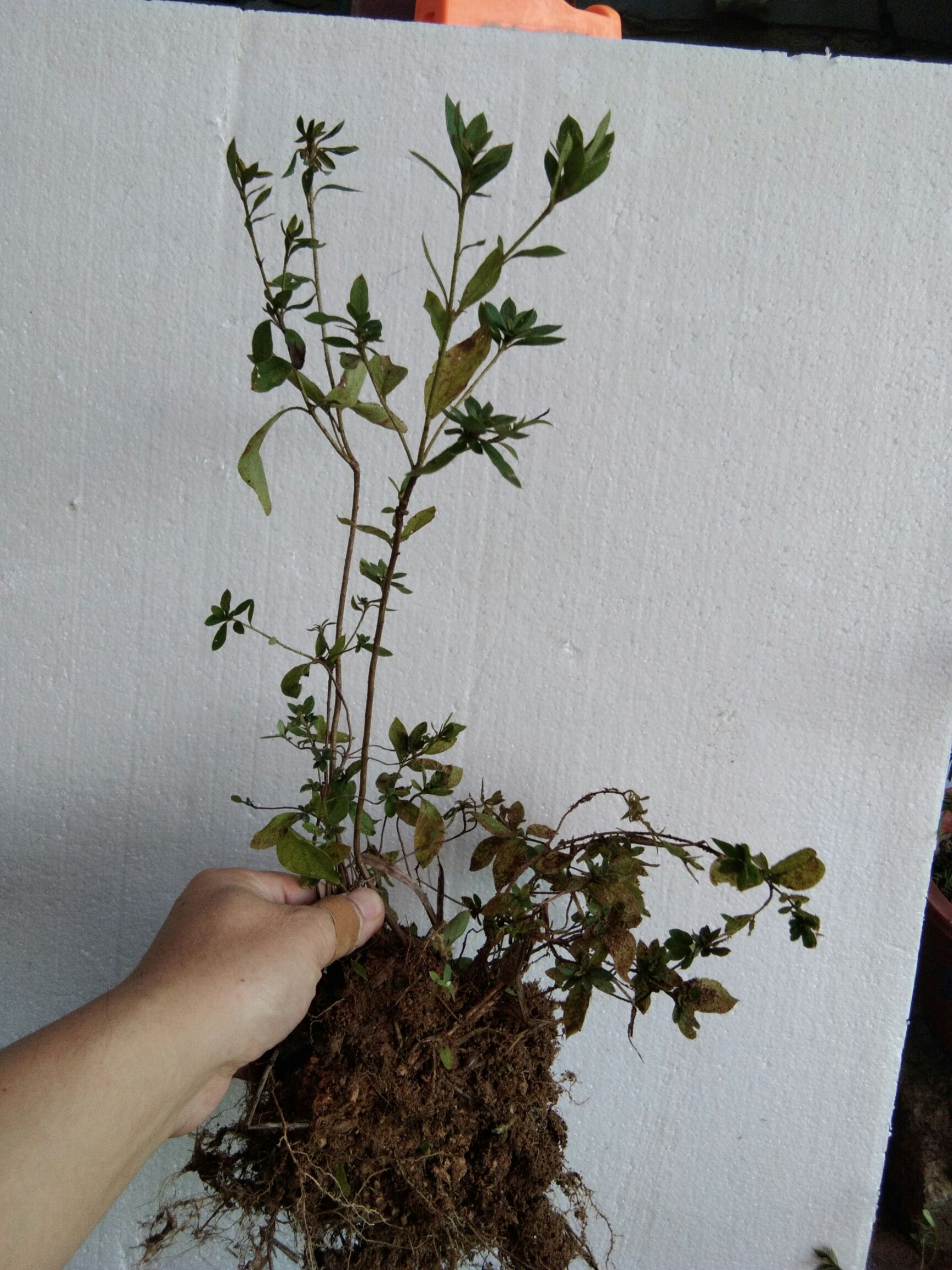 大别山先花后叶品种映山红 三四年苗小丛林