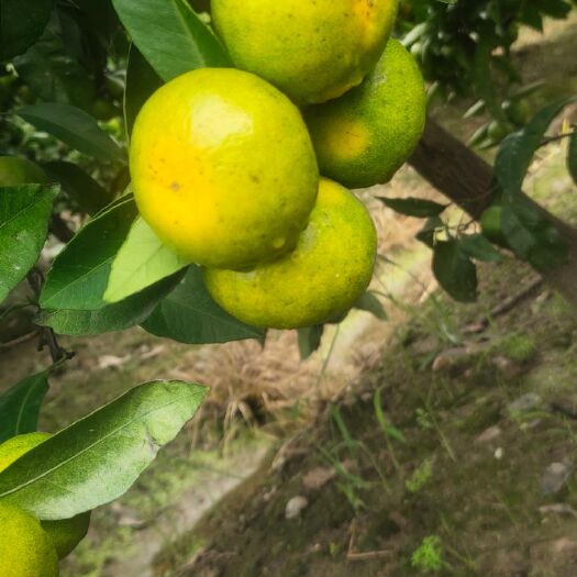 宁波普早蜜桔  橘子🍊🍊🍊成熟了，口感好无花皮，新鲜上市，欢迎新老客户