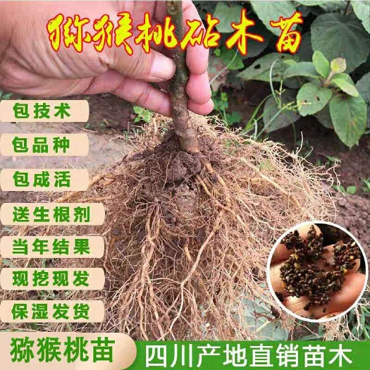 苍溪县野生猕猴桃苗 实生猕猴桃苗