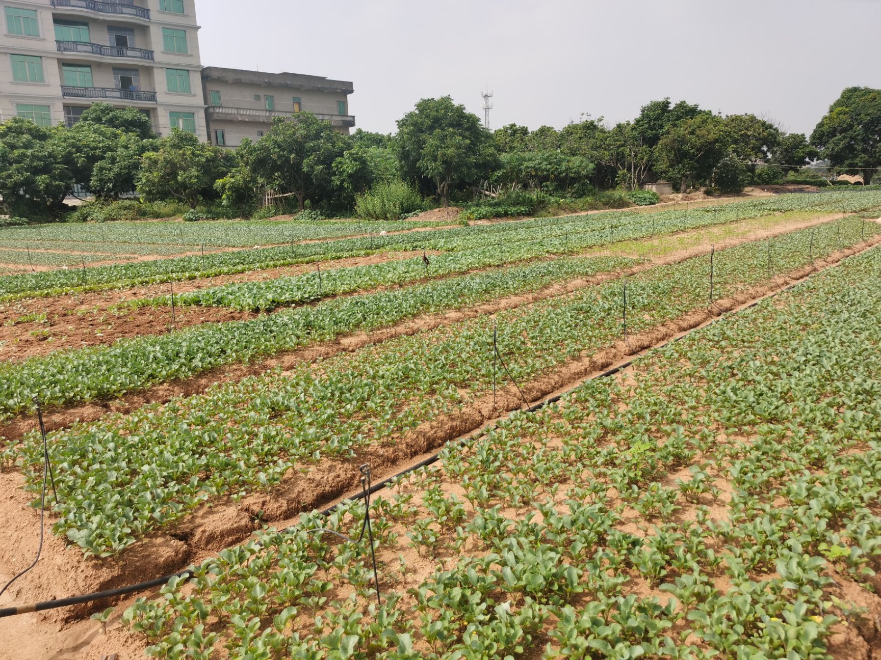长胜 108天85天青梗松花菜苗