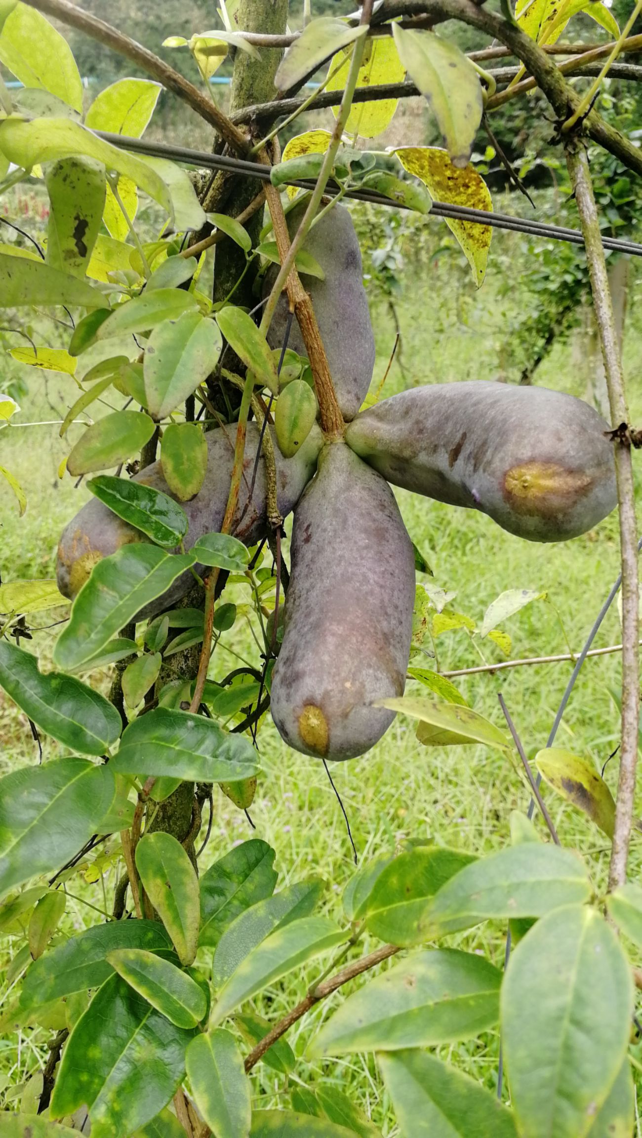 野生八月瓜 贵州省六盘水市盘州市 种植 紫色 