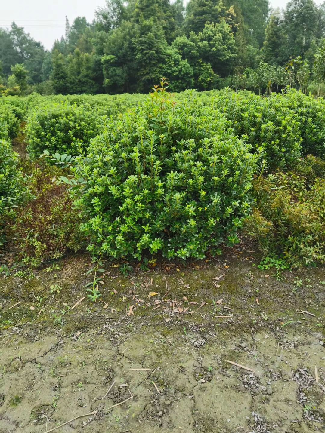 精品海桐球，规格齐全，