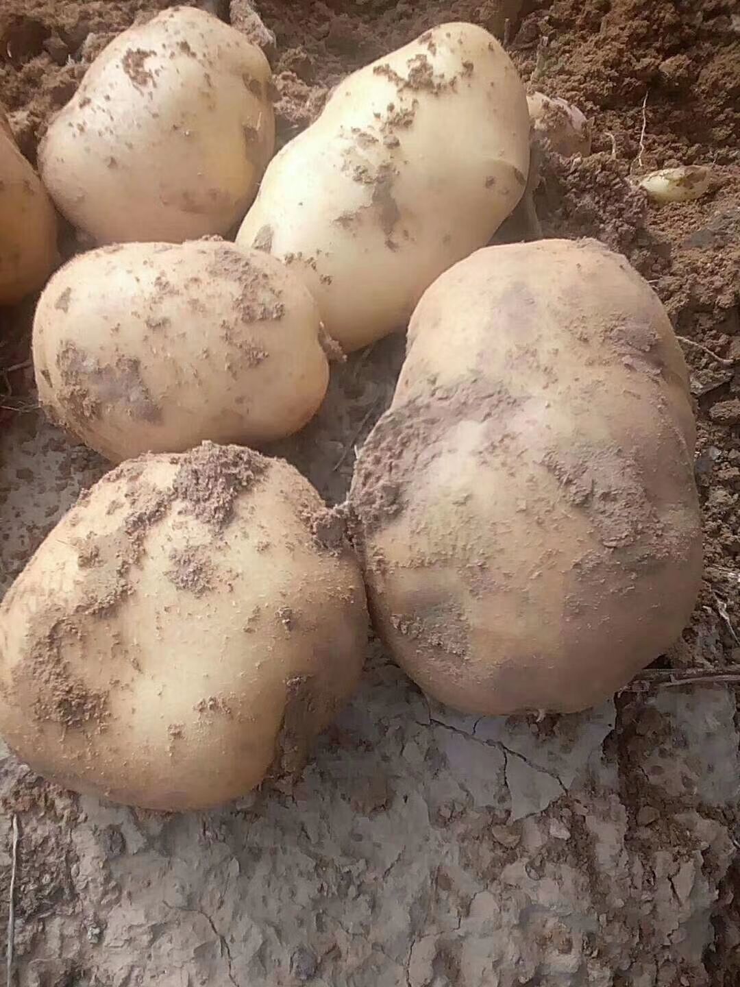  供应大量西森土豆