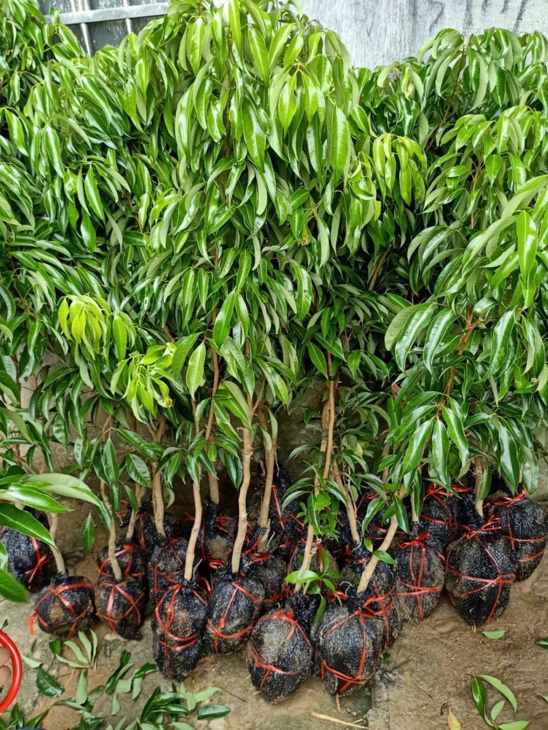 无核荔枝苗桂味妃子笑仙进奉观音绿