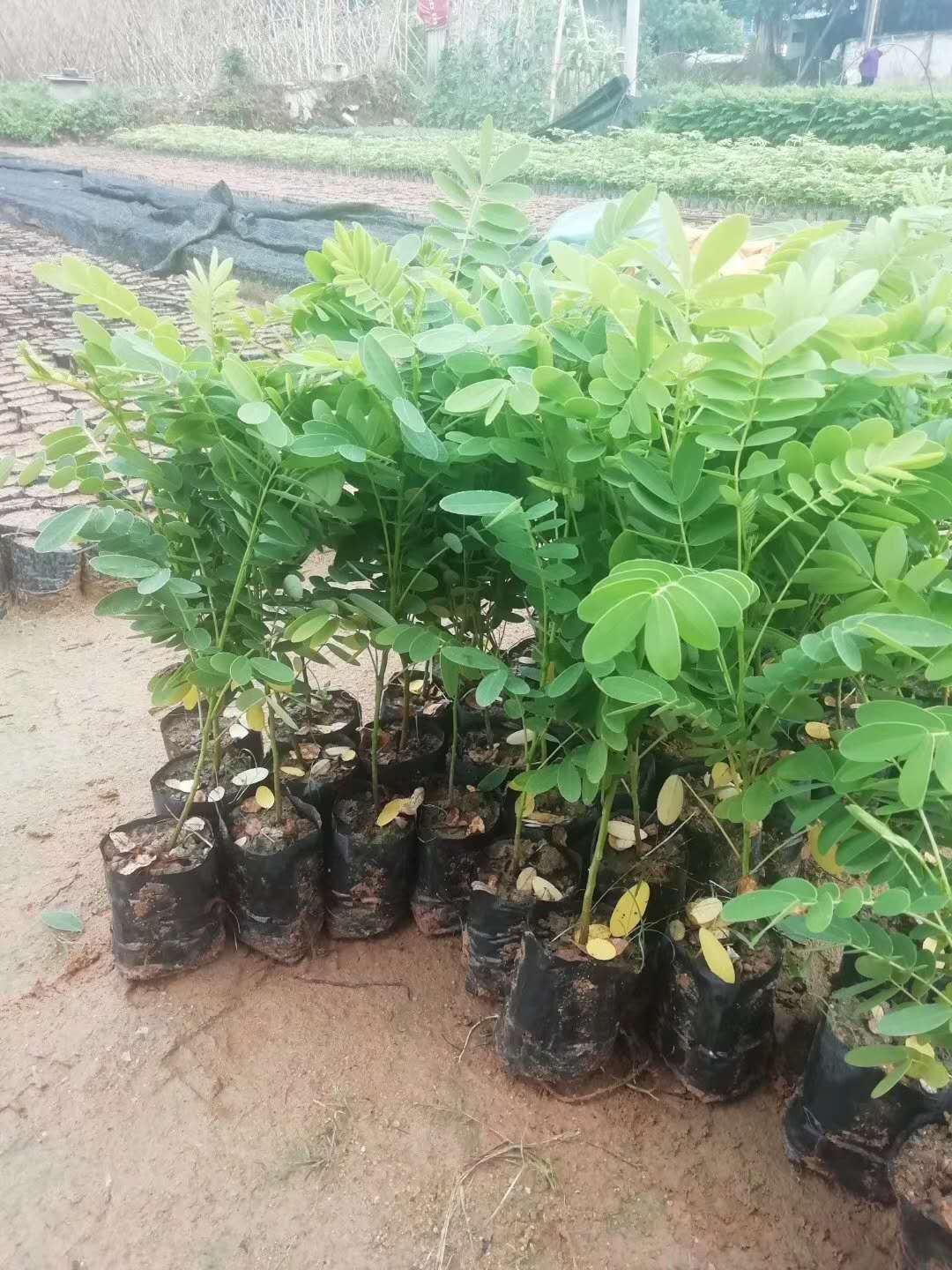 黄槐 黄花槐树苗