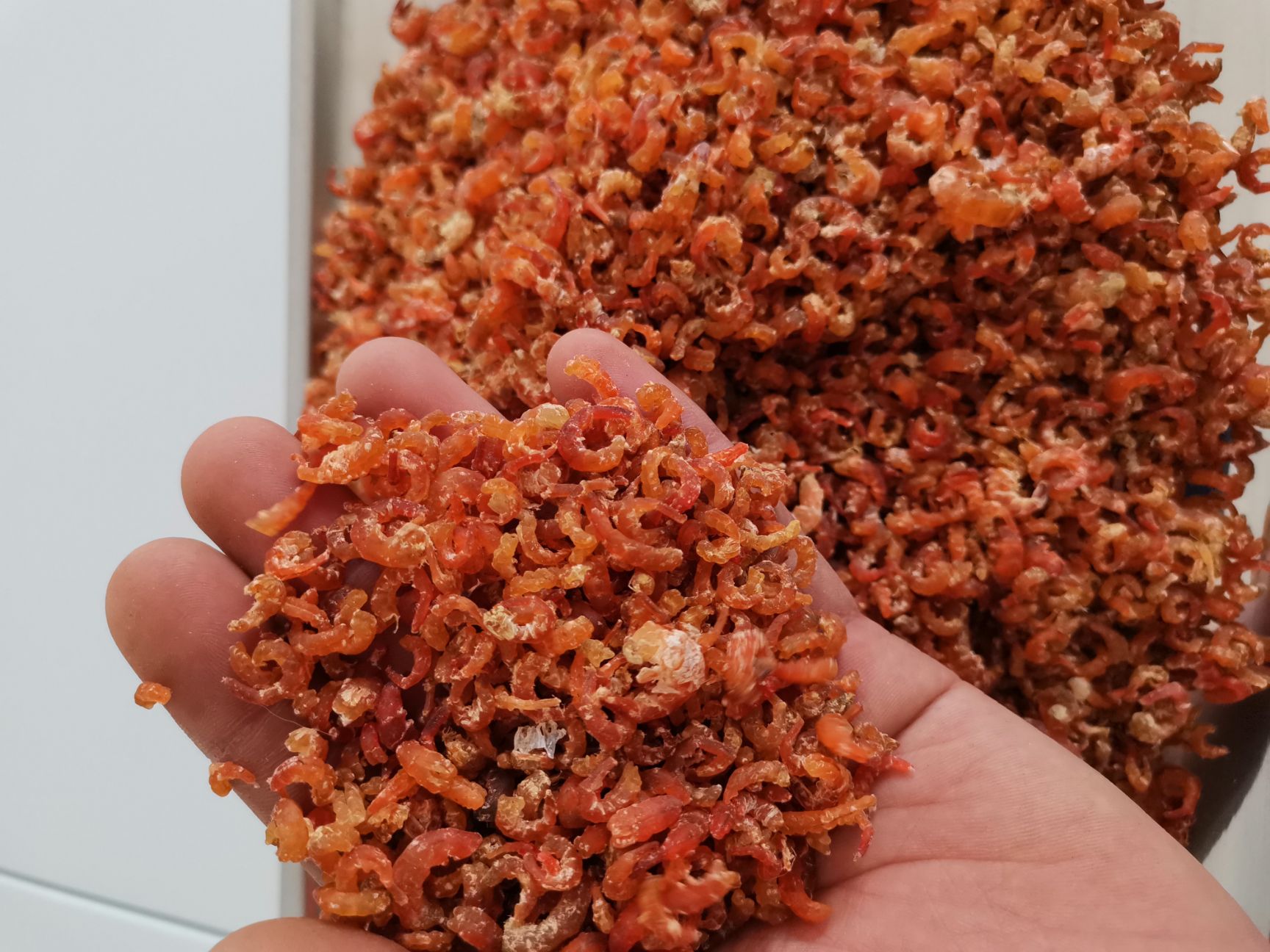  正宗长岛金钩海米虾仁 味道好有嚼劲可以直接吃包邮