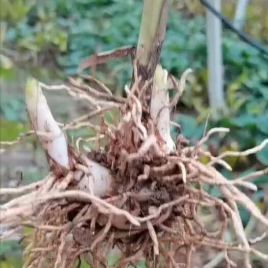 阆中市白芨种子  成品块茎苗