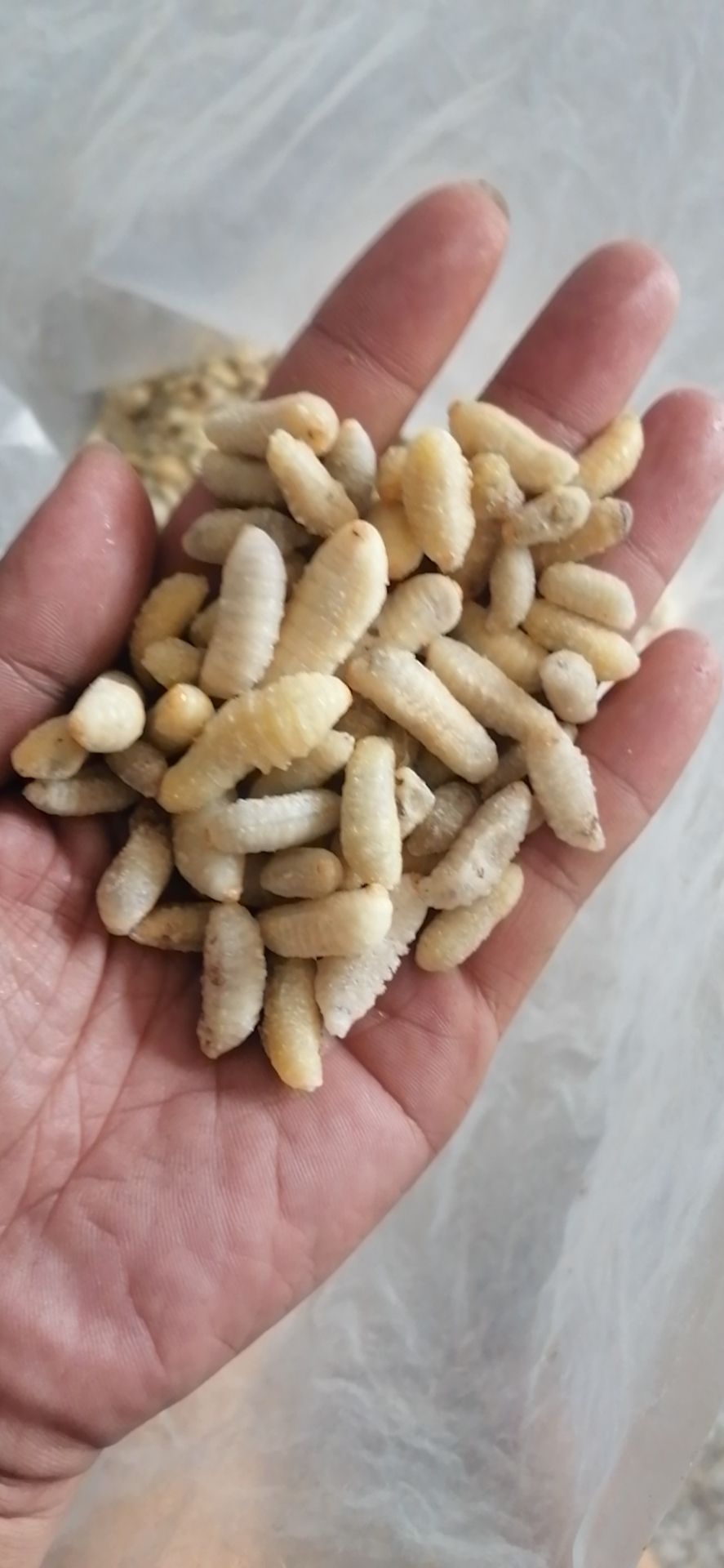 胡蜂蛹  精品3级生冻，熟冻都有货